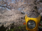 桜花爛漫